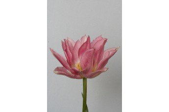 PEACH BLOSSOM